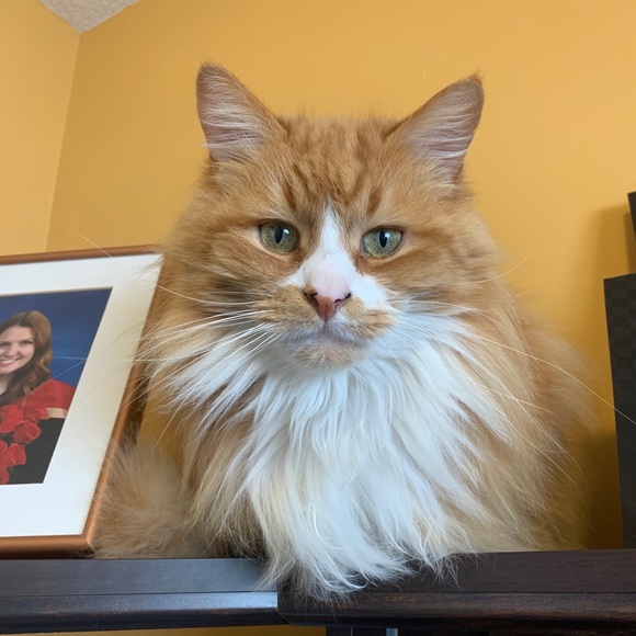 Meet your Posher, Christine - Picture 1 of 1